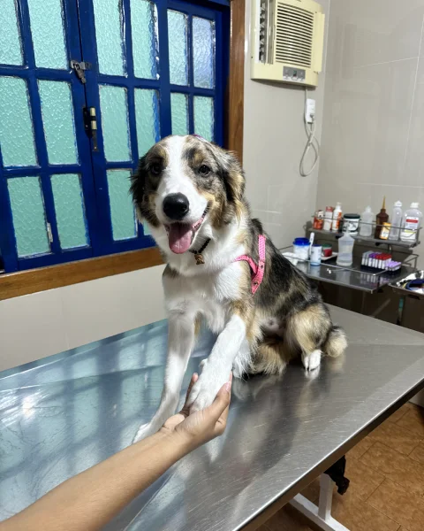 Consultório — Clínica Veterinária Costa Caiado